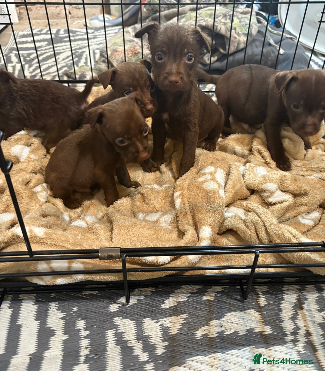 Patterdale Terrier dogs for sale: Patterdale Terrier pups  - Advert 10