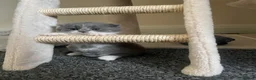Scottish Fold cats for sale: 3 Kittens Mixed Scottish Fold/British Shorthair in March - Advert 5