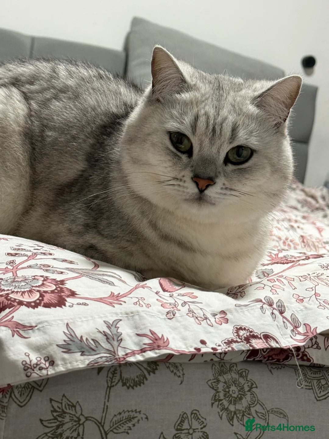 British Shorthair cats for sale: 🐾 FOR SALE: 5 British Shorthair Bosses 🐾 - Advert 2