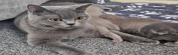 British Shorthair cats for sale:  *READY TO GO* beautiful British shorthair/ long - Advert 11