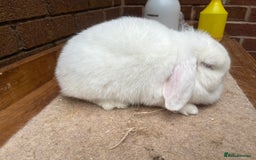 Mini Lop rabbits for sale:  2 females does - Image 5