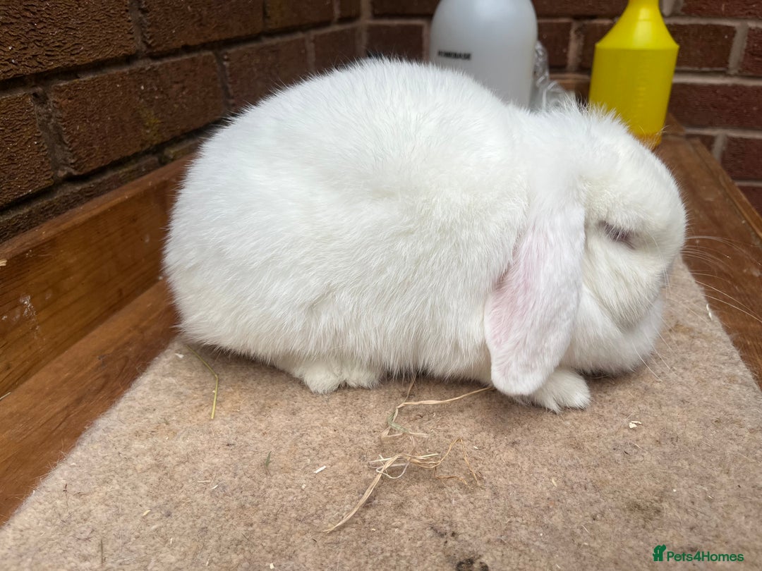 Mini Lop rabbits for sale:  2 females does - Image 5
