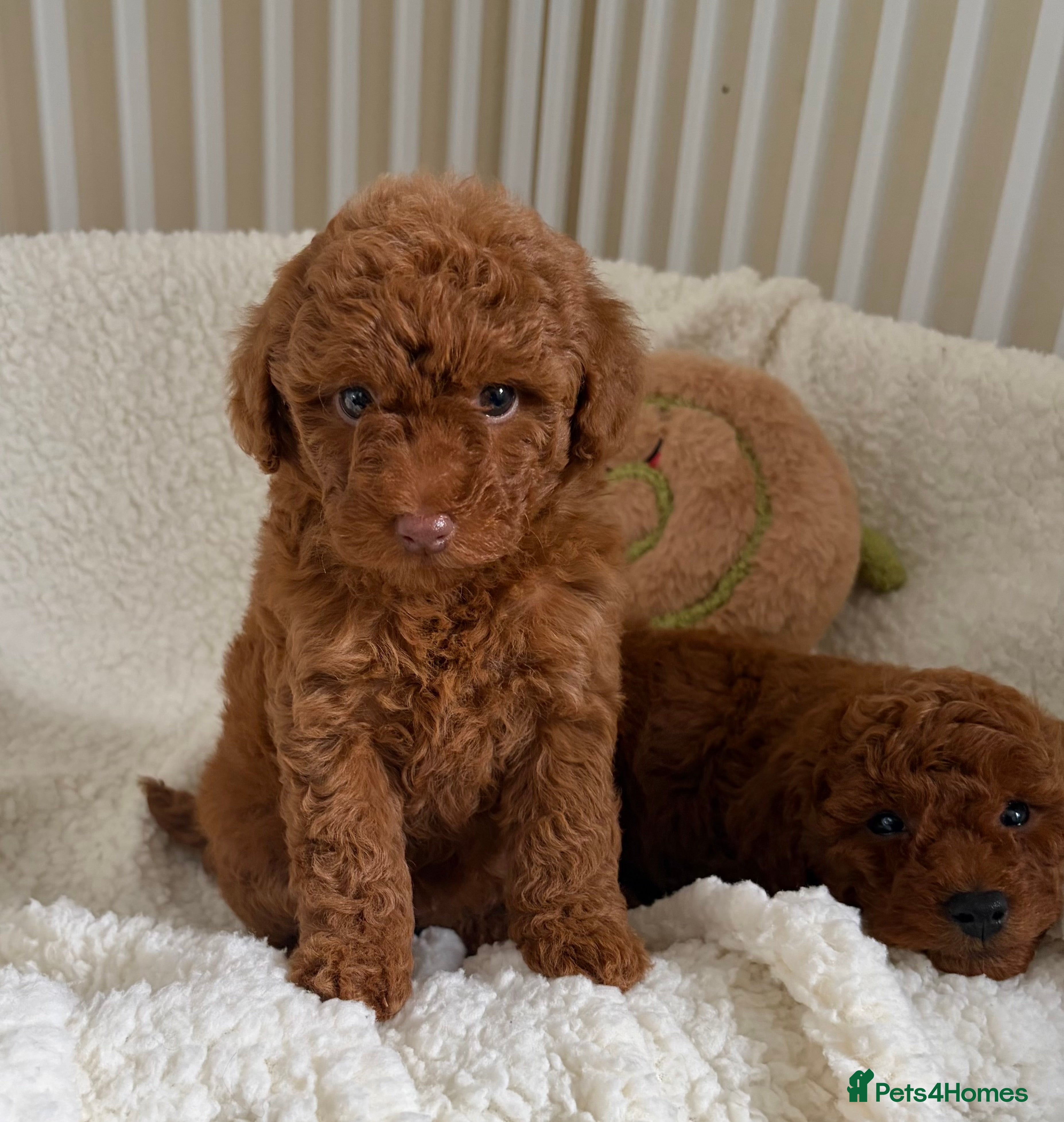 Cavapoo dogs Health tested Cavapoos - Advert 13