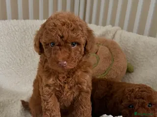 Cavapoo dogs Health tested Cavapoos - Advert 13