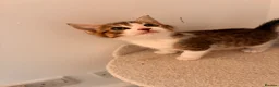 Mixed Breed cats for sale: Lovely playful kittens  - Advert 19