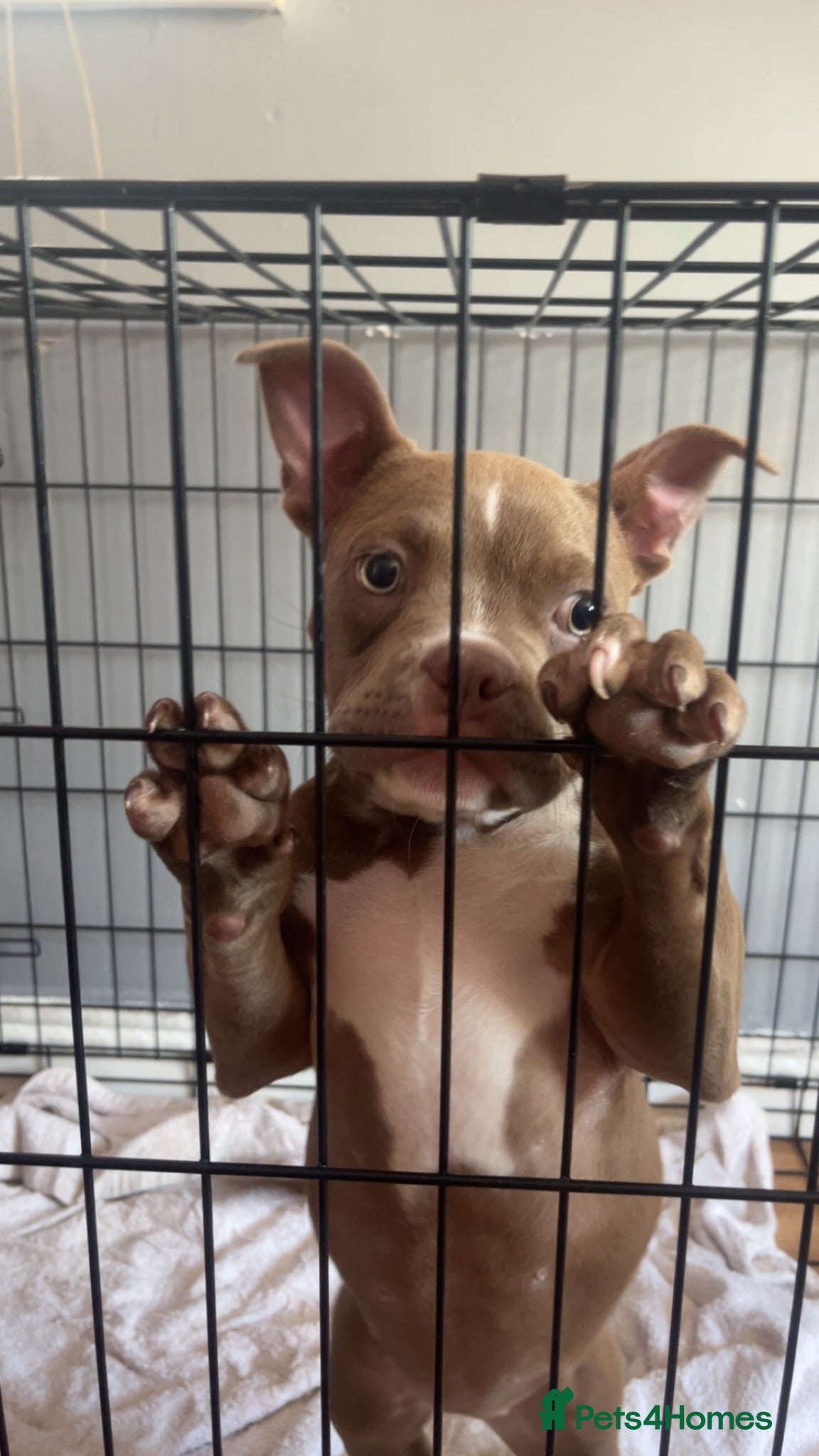 Mixed Breed dogs Pocket bully - Advert 1