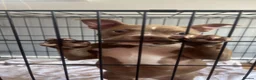 Mixed Breed dogs for sale: Pocket bully in Blackburn - Advert 1