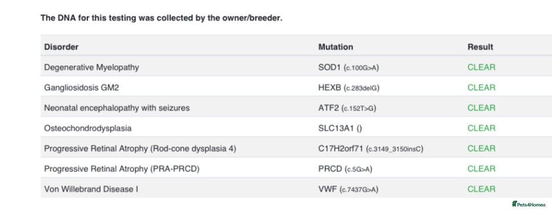 Cavapoo dogs for sale: F1B Red Toy Cavapoos- Health Tested  ************  - Advert 17