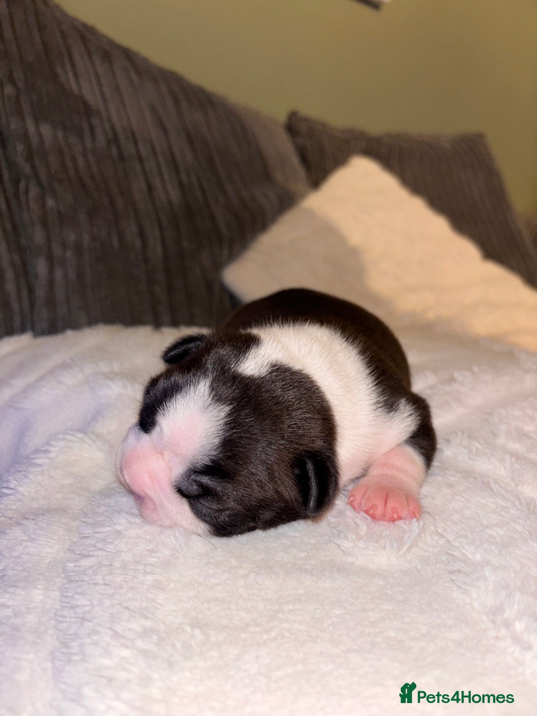 Boston Terrier dogs for sale: Pedigree KC reg Boston-Terrier puppies for sale! - Image 4