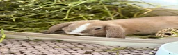 Mini Lop rabbits for sale: Two rabbits and set up  in Stowmarket - Advert 6
