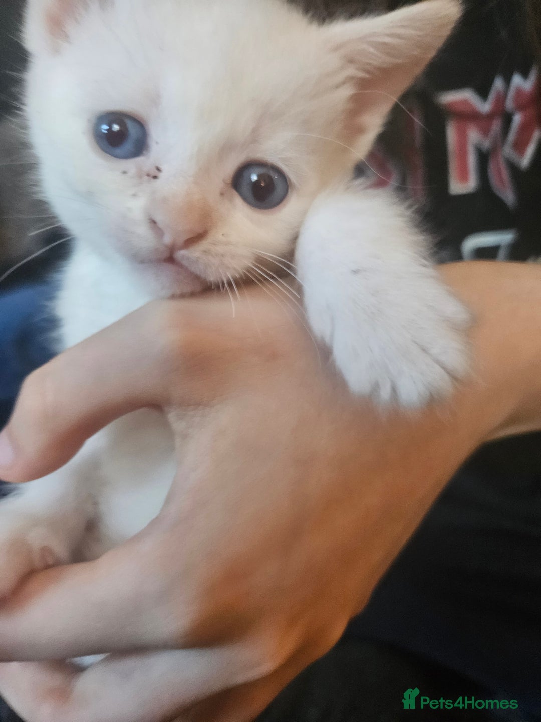 Sphynx cats for sale: Snow coated shpynx with sky blue eyes - Image 1