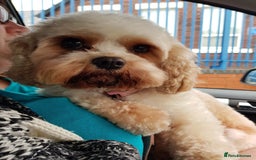 Cavapoo dogs for sale: Loving home needed for two beautiful cavapoos - Image 4