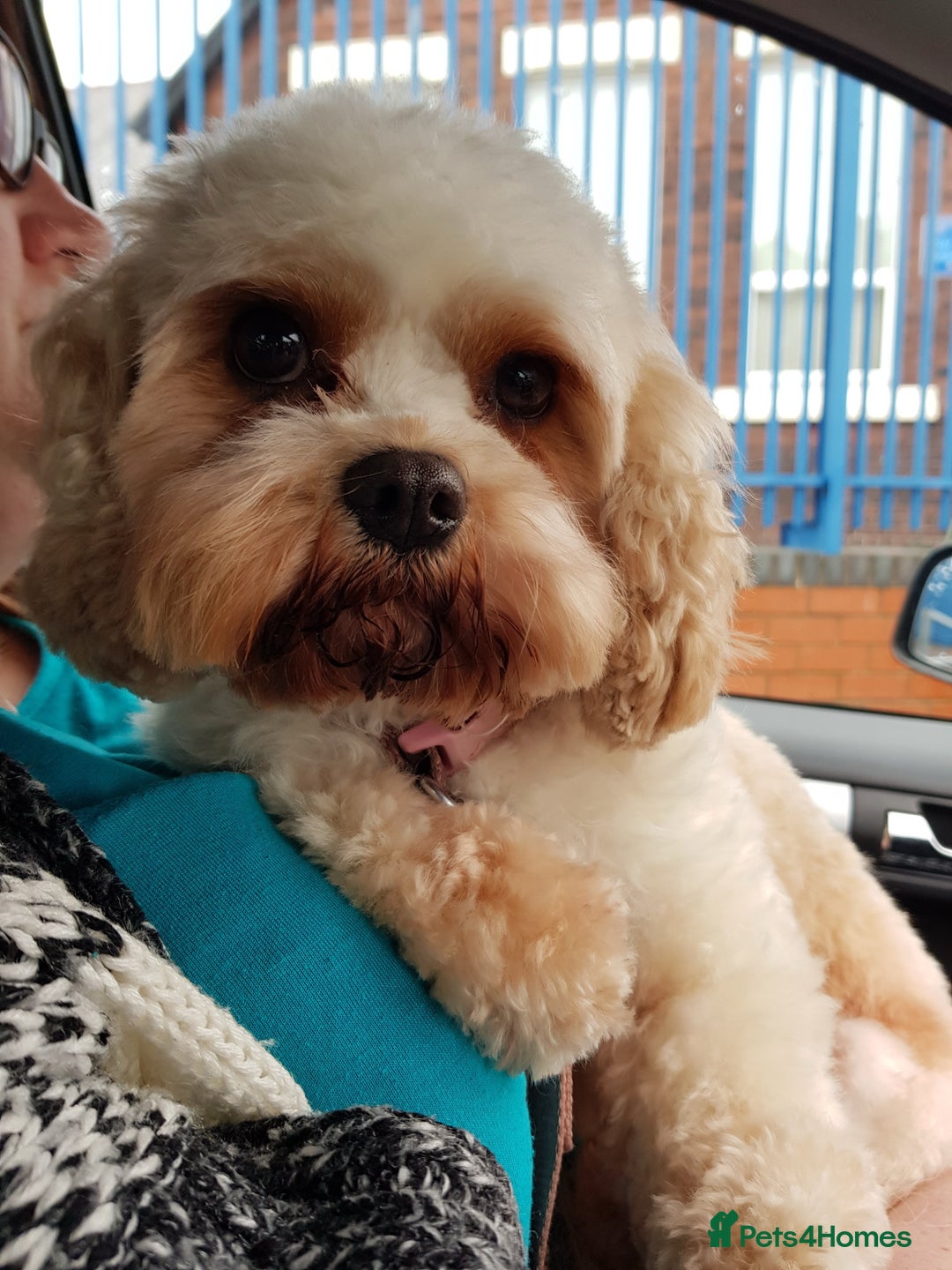 Cavapoo dogs for sale: Loving home needed for two beautiful cavapoos - Image 4