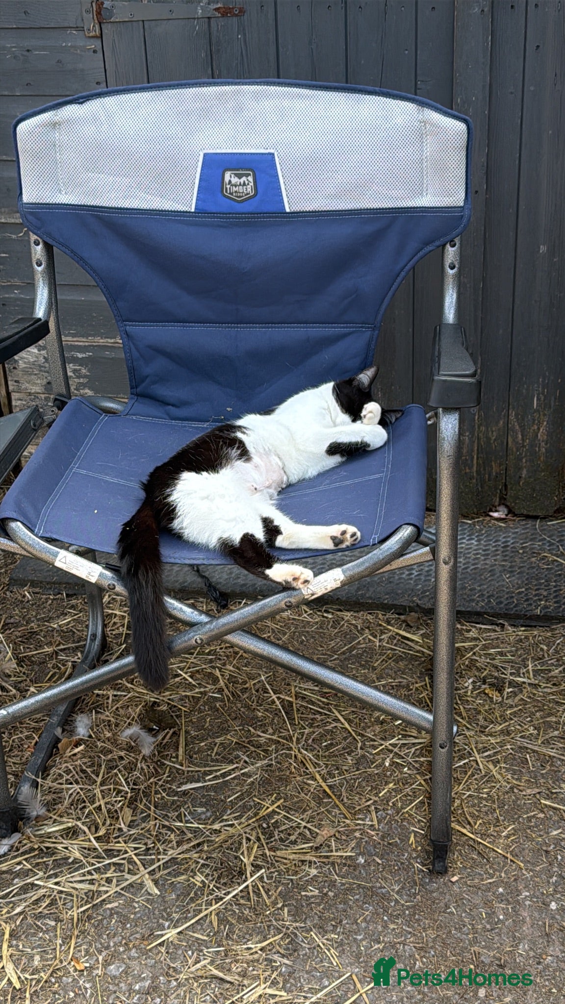Mixed Breed cats Black and white Spayed girl cat for sale  - Advert 14