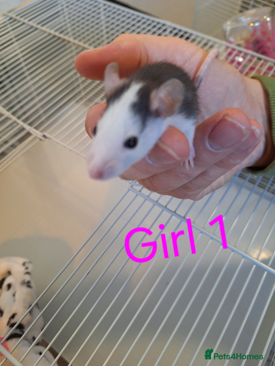 Rat rodents for sale: Baby fancy rats male and female available  - Image 7