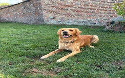 Golden Retriever dogs for sale: Gorgeous Golden Retriever Male  - Image 3