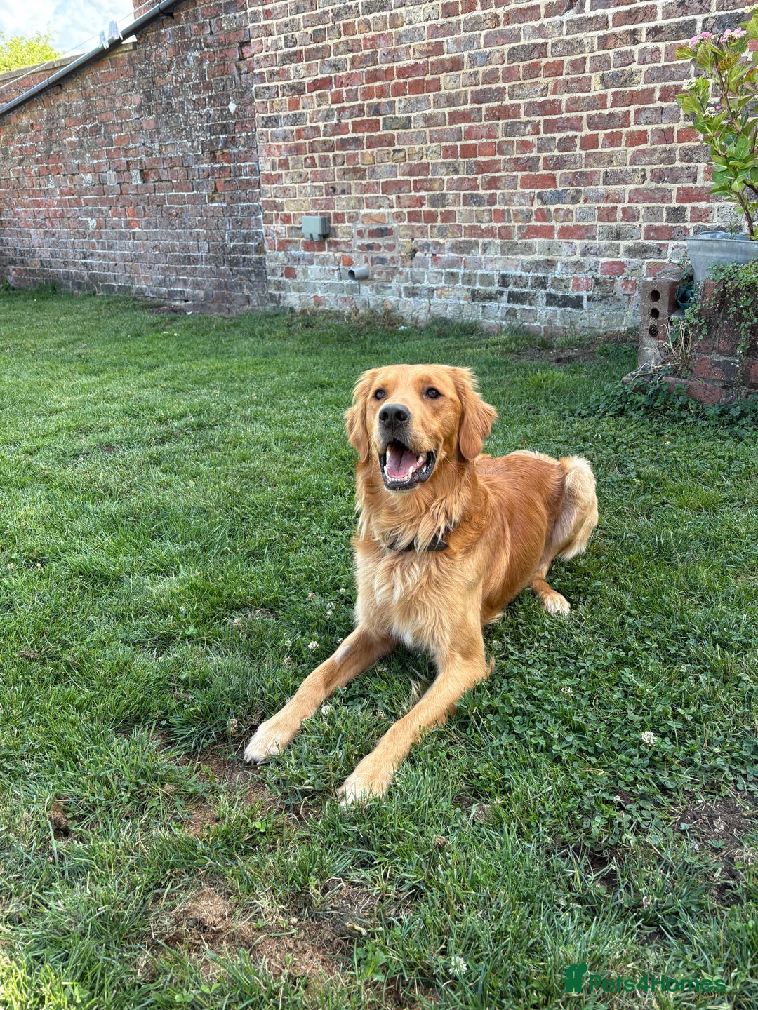 Golden Retriever dogs for sale: Gorgeous Golden Retriever Male  - Image 3