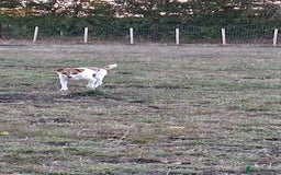 Jack Russell dogs for adoption: Lovely Pepper  - Image 5