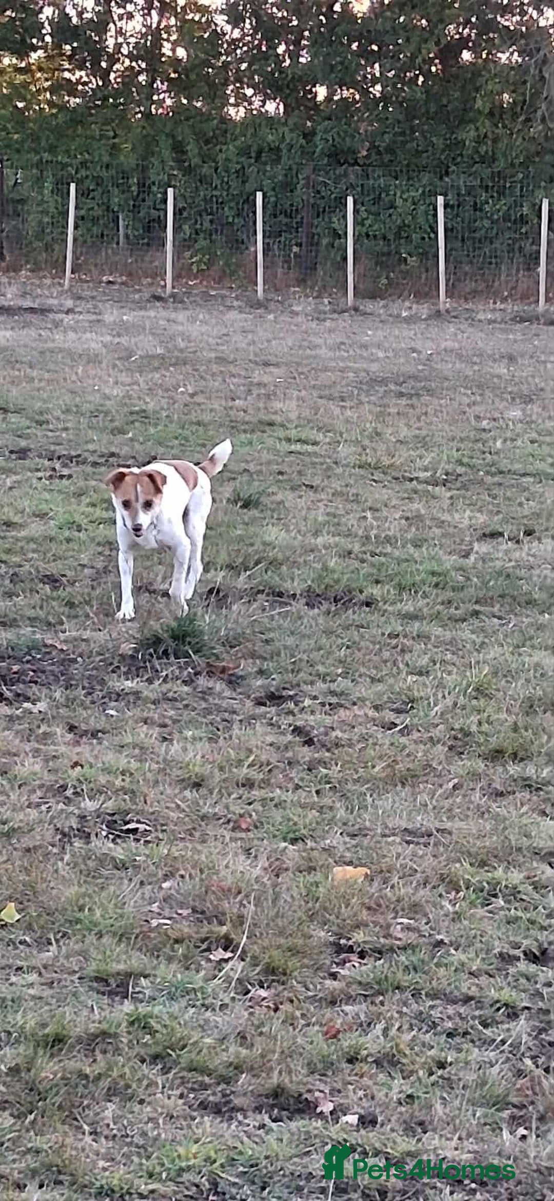Jack Russell dogs for adoption: Lovely Pepper  - Image 5