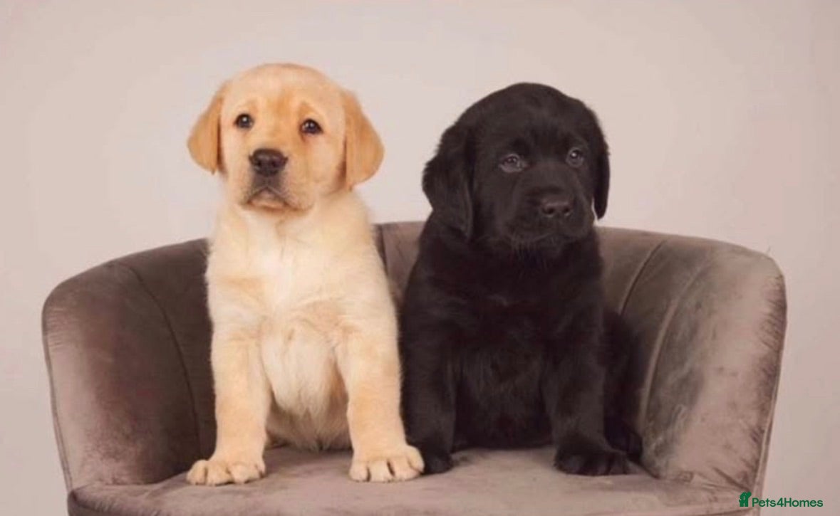 Labrador Retriever dogs Stunning Black & Yellow Show Pups - Advert 1