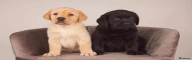 Labrador Retriever 2