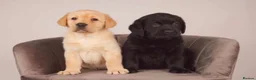 Labrador Retriever dogs for sale: Stunning Black & Yellow Show Pups - Advert 1