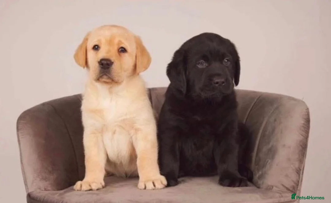 Labrador Retriever dogs for sale: Stunning Black & Yellow Show Pups - Advert 1