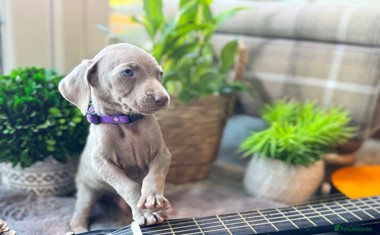 Weimaraner dogs - Advert 1