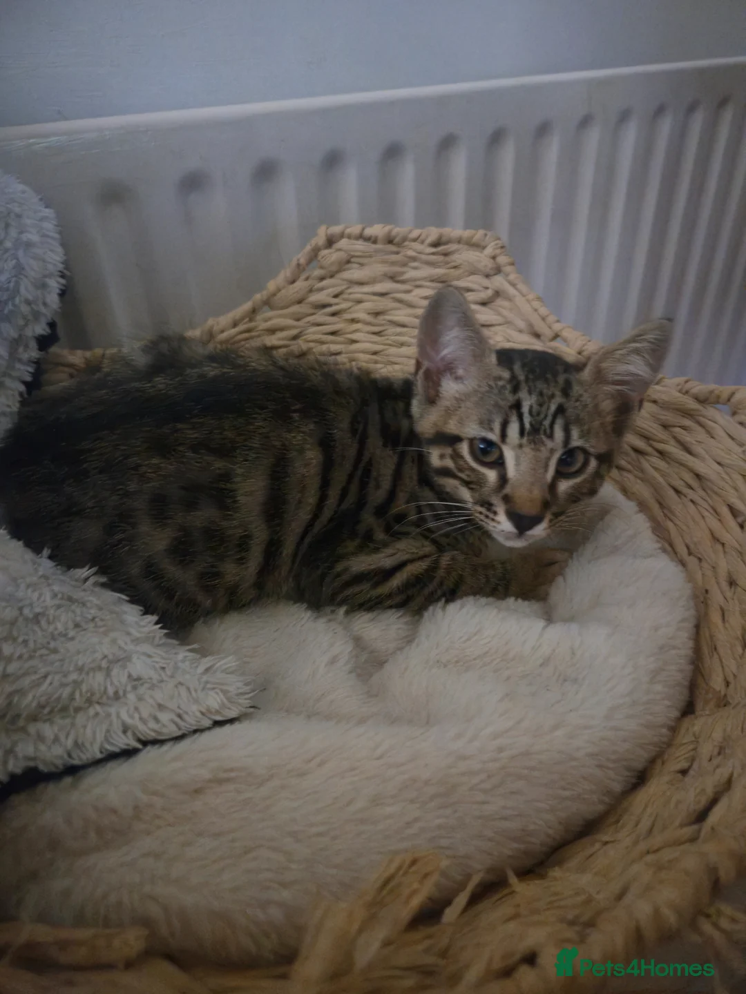 Bengal cats for sale: Last boy left!  - Advert 2