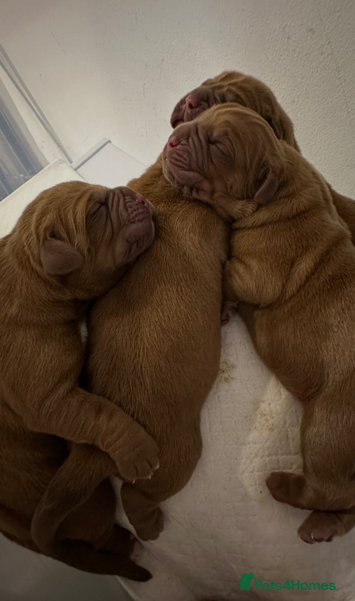 Dogue De Bordeaux dogs Show quality dogue de Bordeaux puppies .  - Advert 1