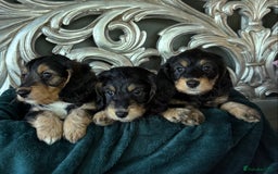 Dachshund dogs for sale: 5 star licensed breeder - Advert 2