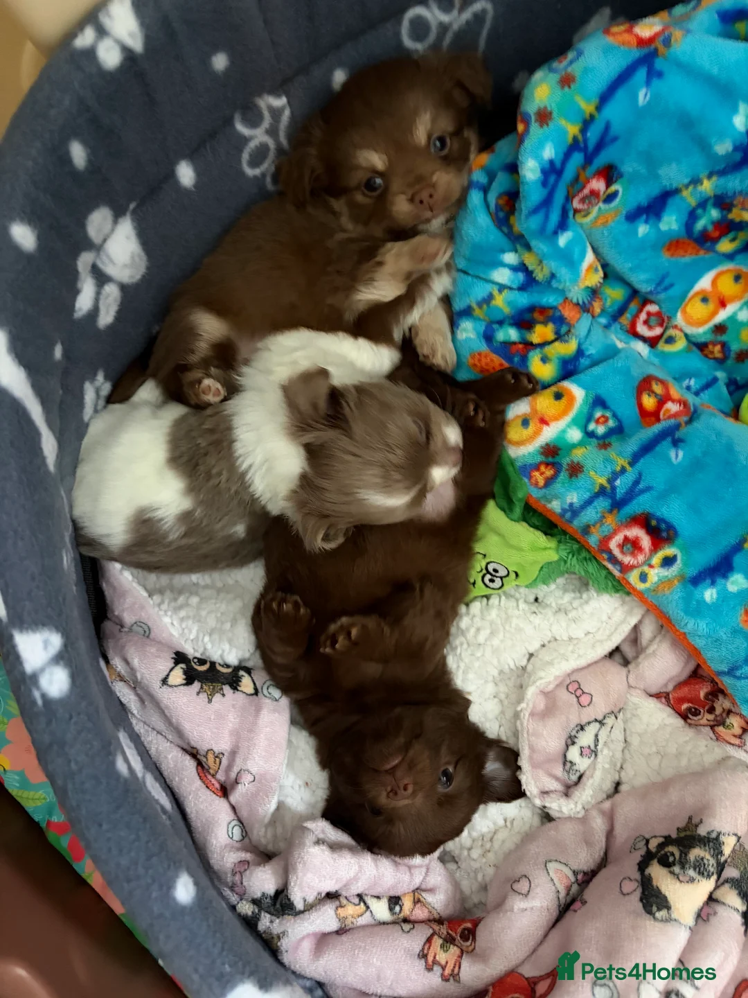 Chihuahua dogs for sale: One solid chocolate female chihuahua left!! ⭐️⭐️⭐️ - Advert 18