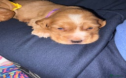 Cocker Spaniel dogs for sale: Working cocker Spainel puppys  - Image 7