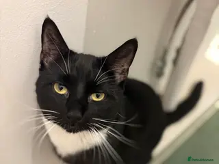 Domestic Shorthair cats Tuxedo male cat - Advert 4