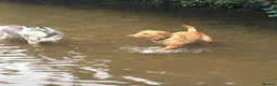 Labrador Retriever dogs for sale: KC fox red puppies - Advert 17