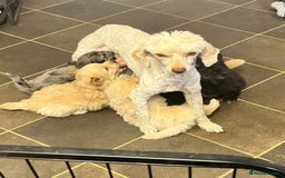Poodle dogs for sale: Female puppy poodle 🩷 Liverpool - Image 5
