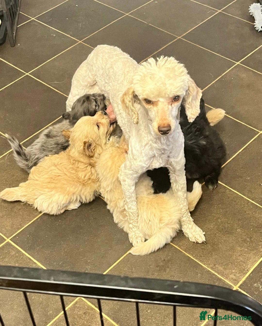Poodle dogs for sale: Female puppy poodle 🩷 Liverpool - Image 5