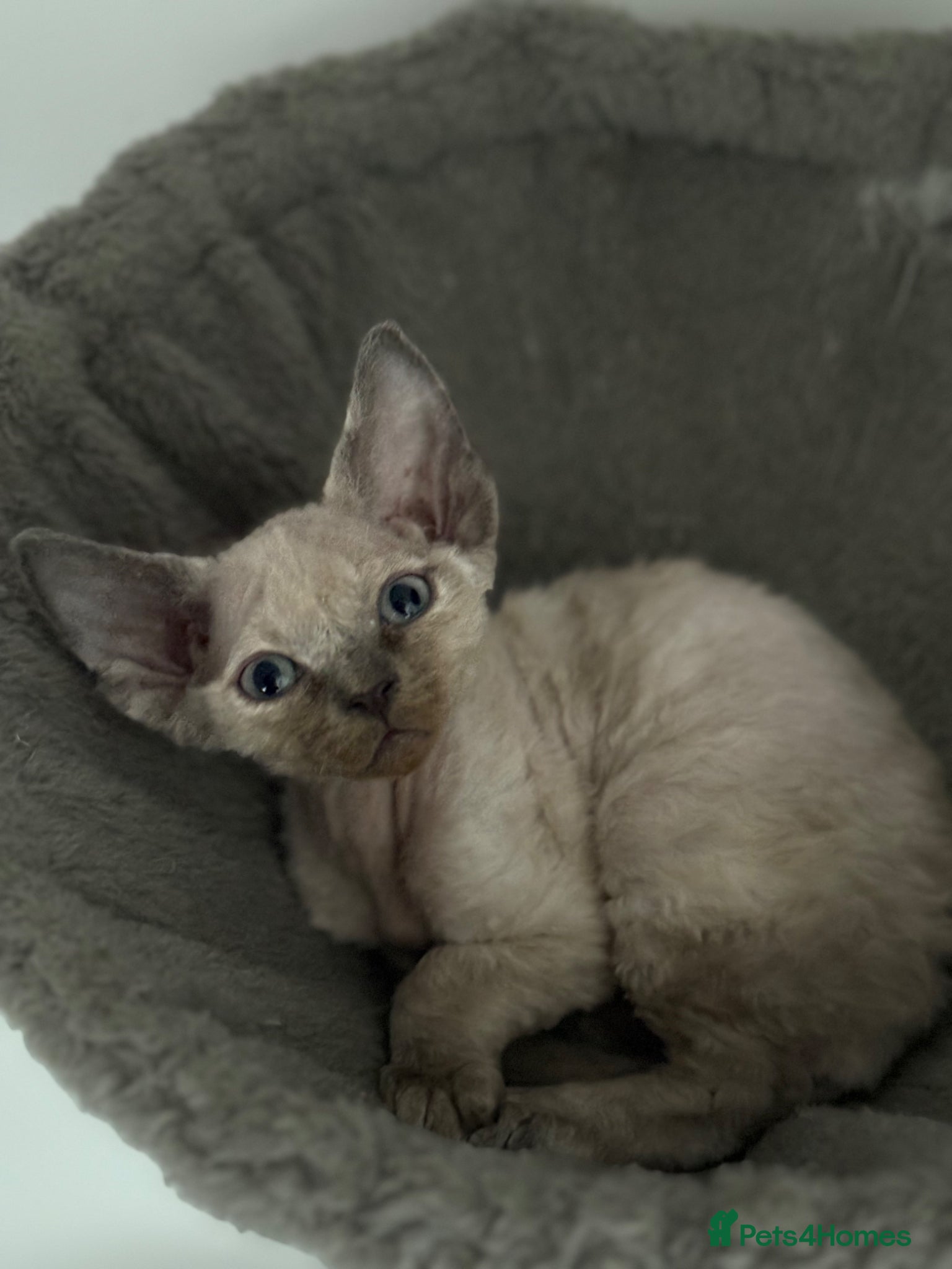 Devon Rex cats ❤️Devon rex female available 😻 - Advert 2