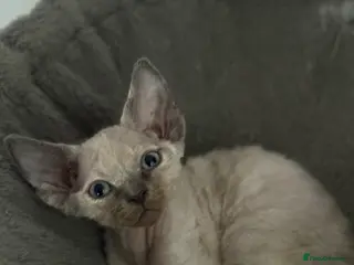 Devon Rex cats ❤️Devon rex female available 😻 - Advert 2