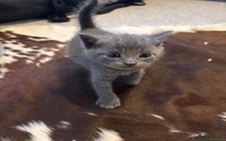 Burmese cats for sale: Beautiful blue kittens  - Image 13