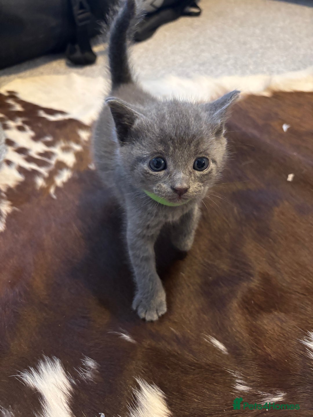 Burmese cats for sale: Beautiful blue kittens  - Image 13