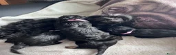 Cavapoo dogs for sale: “Reverse Cavapoos” (F1bR)  - Advert 5