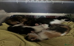 Mixed Breed cats for sale: 5 gorgeous kittens - Image 9