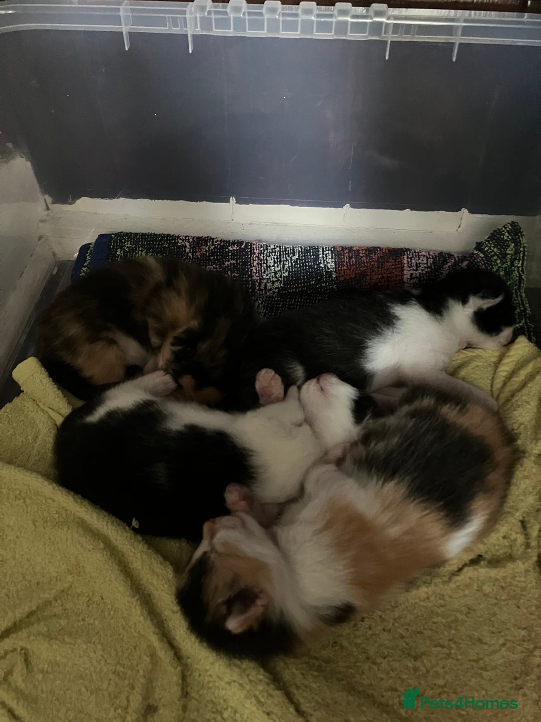 Mixed Breed cats for sale: 5 gorgeous kittens - Image 9