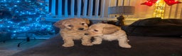 Mixed Breed dogs for sale: Cockapoochon puppies - Advert 14