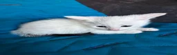 American Shorthair cats for sale: American shorthair babies  - Advert 3