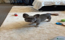 French Bulldog dogs for sale: Kc registered french bulldog pups fluffy Isabella  - Image 4