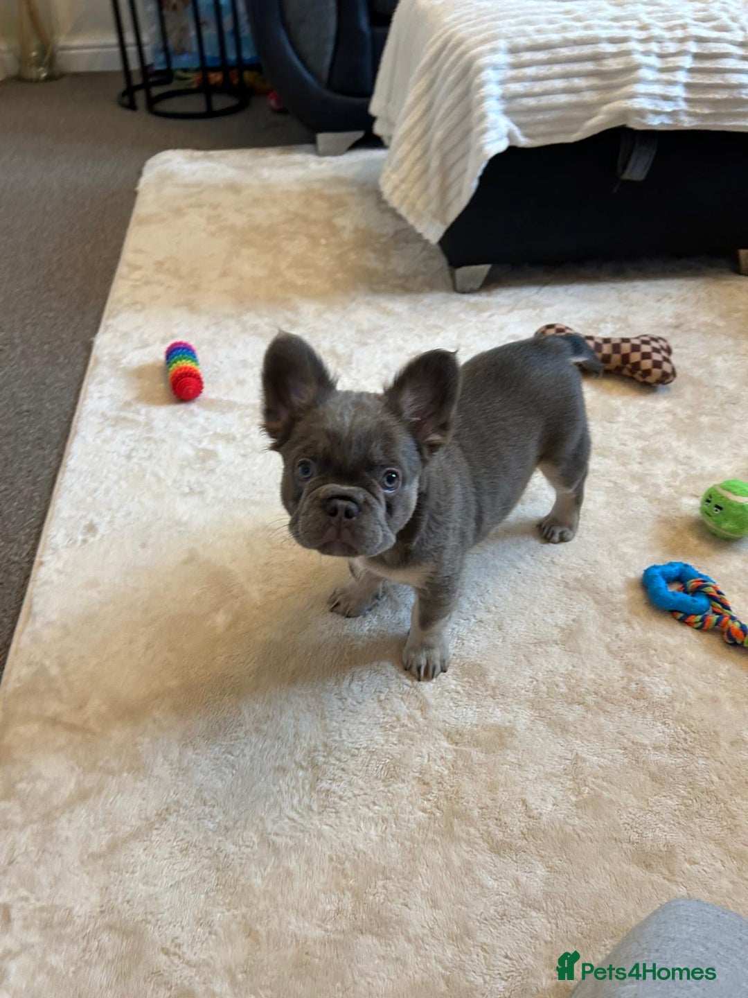 French Bulldog dogs for sale: Kc registered french bulldog pups fluffy Isabella  - Image 4