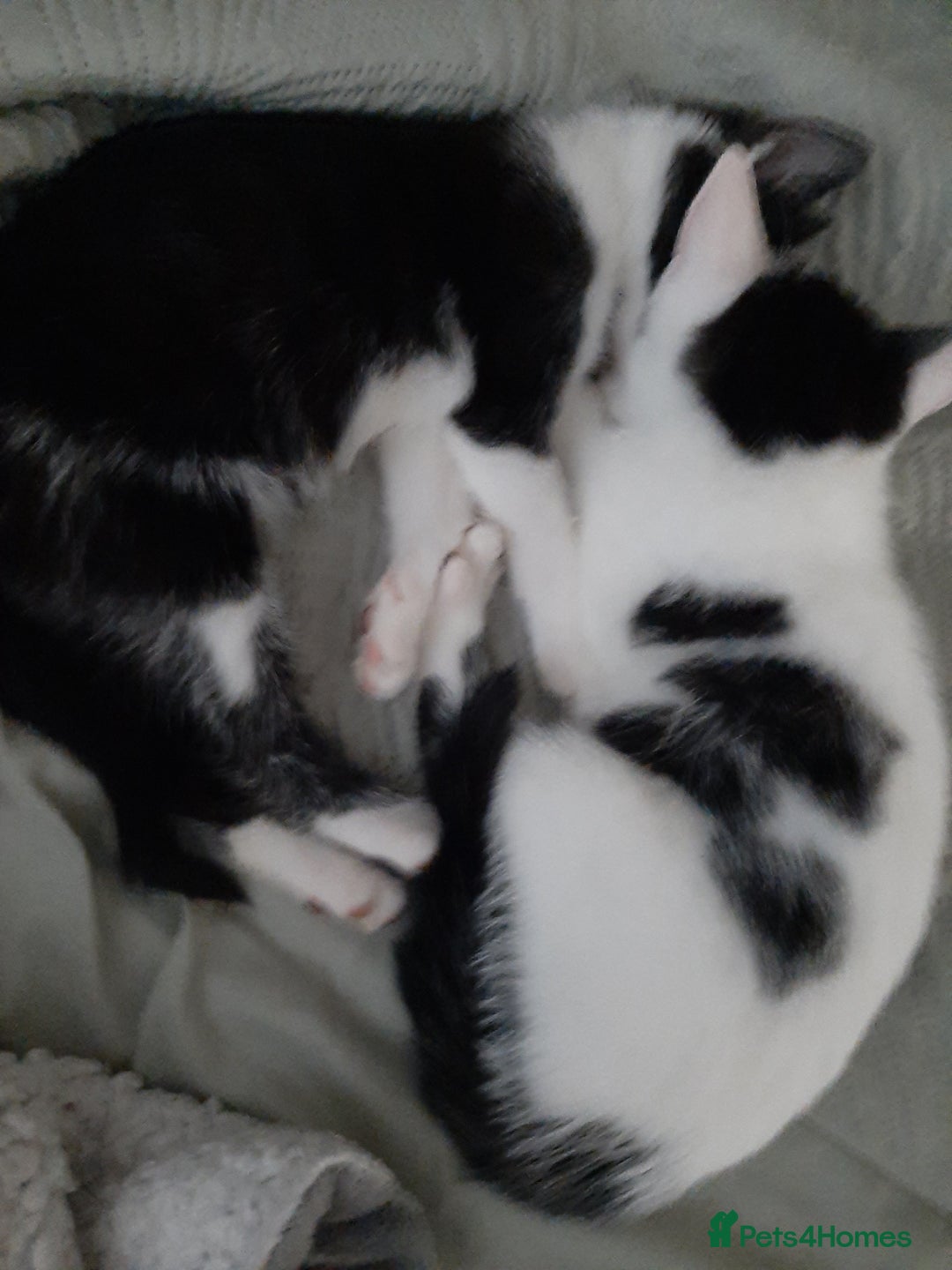 Russian Blue cats for sale: 2 kittens, very playful and loving - Advert 1