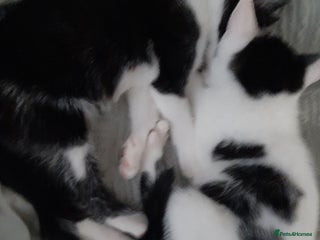 Russian Blue cats 2 kittens, very playful and loving - Advert 12